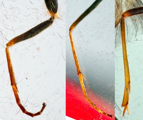 Sericostoma sp.